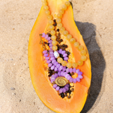COLLIER PURPLE SHELL